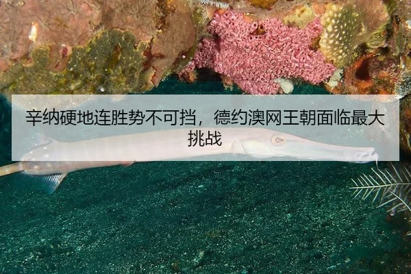 xin-na-ying-di-lian-sheng-shi-bu-ke-dang-de-yue-ao-wang-wang-chao-mian-lin-zui-da-tiao-zhan-3-593.jpg